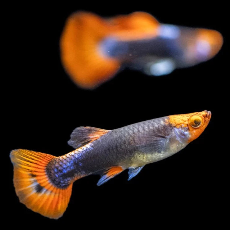 Koi Tuxedo Guppy