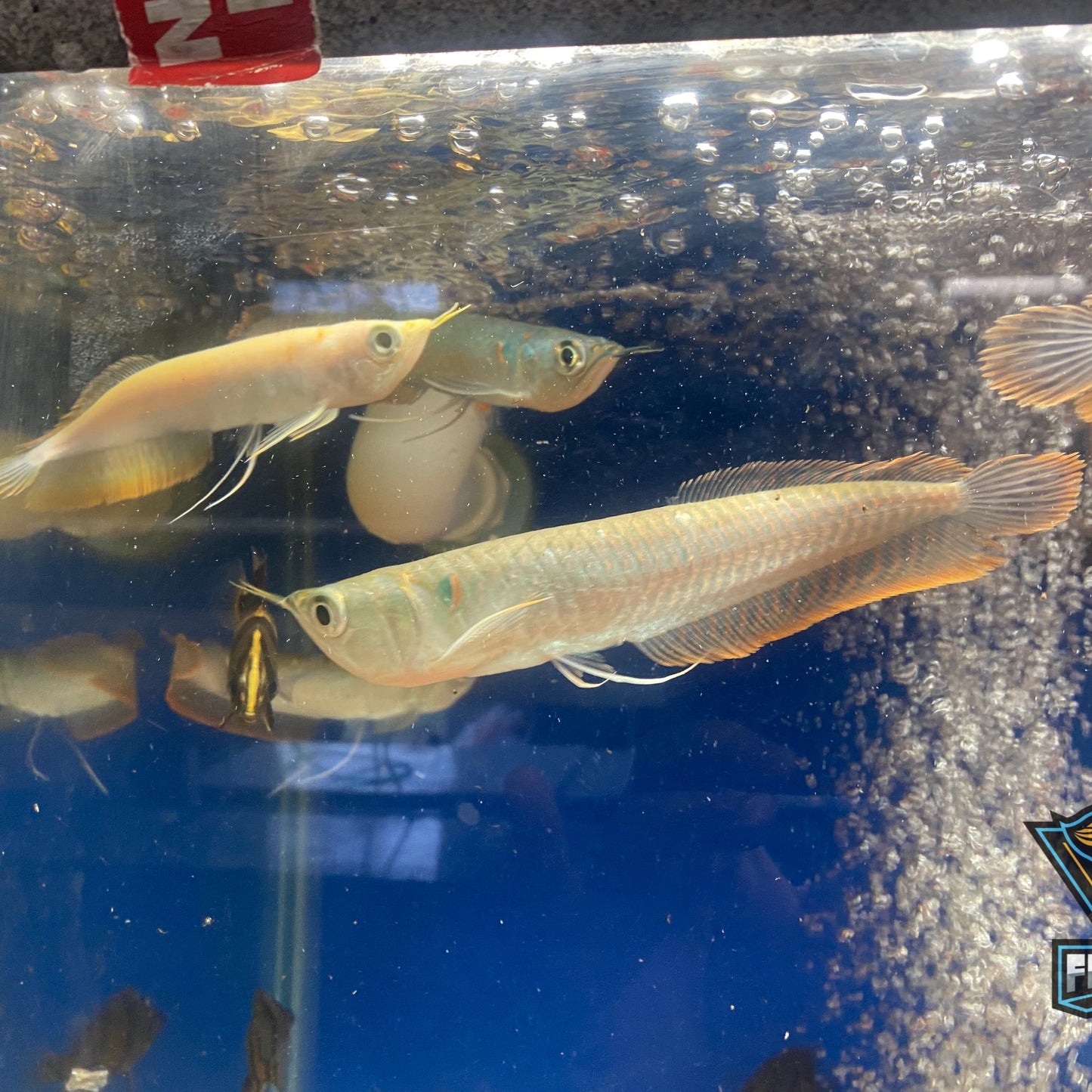 Silver Arowana