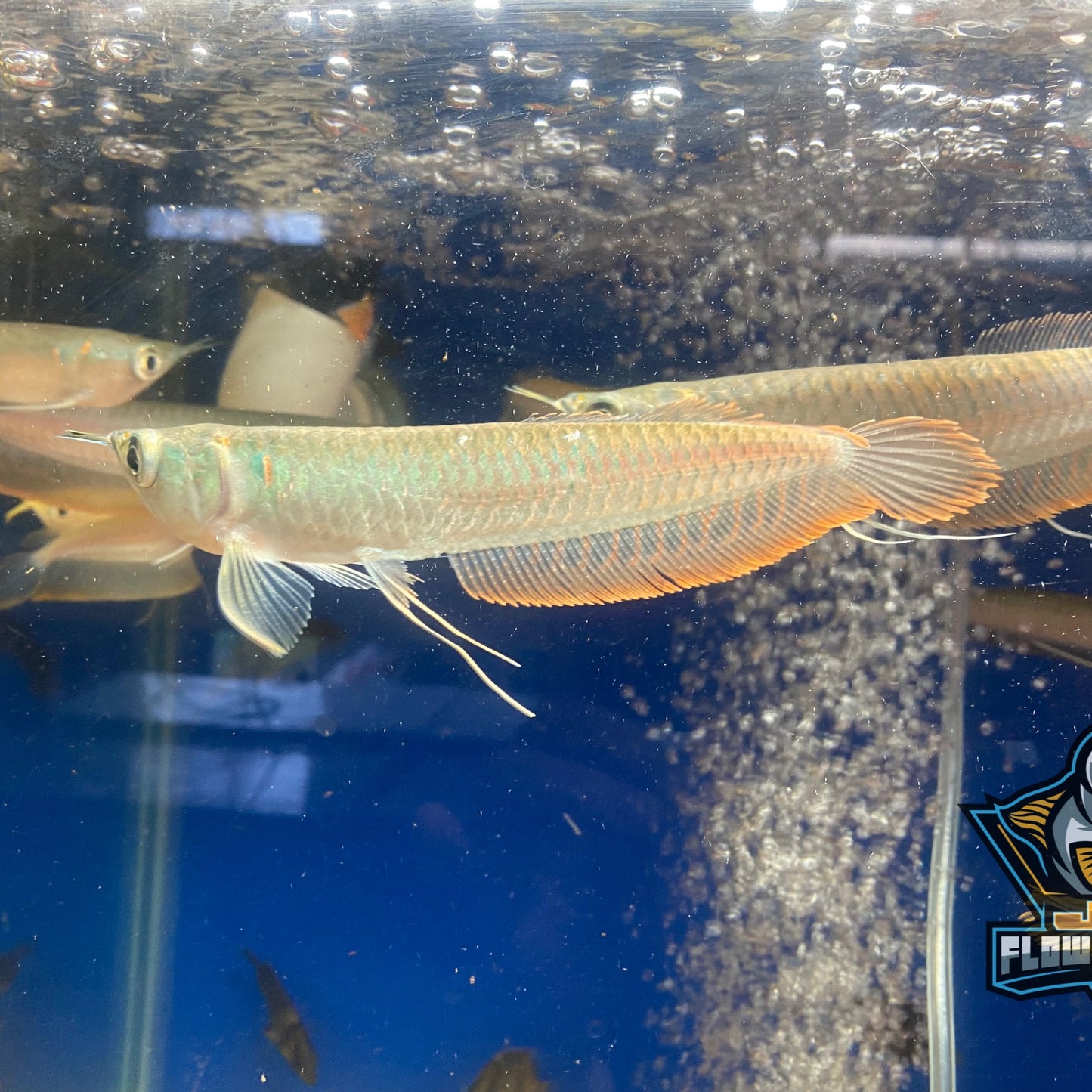 Silver Arowana 5-6"
