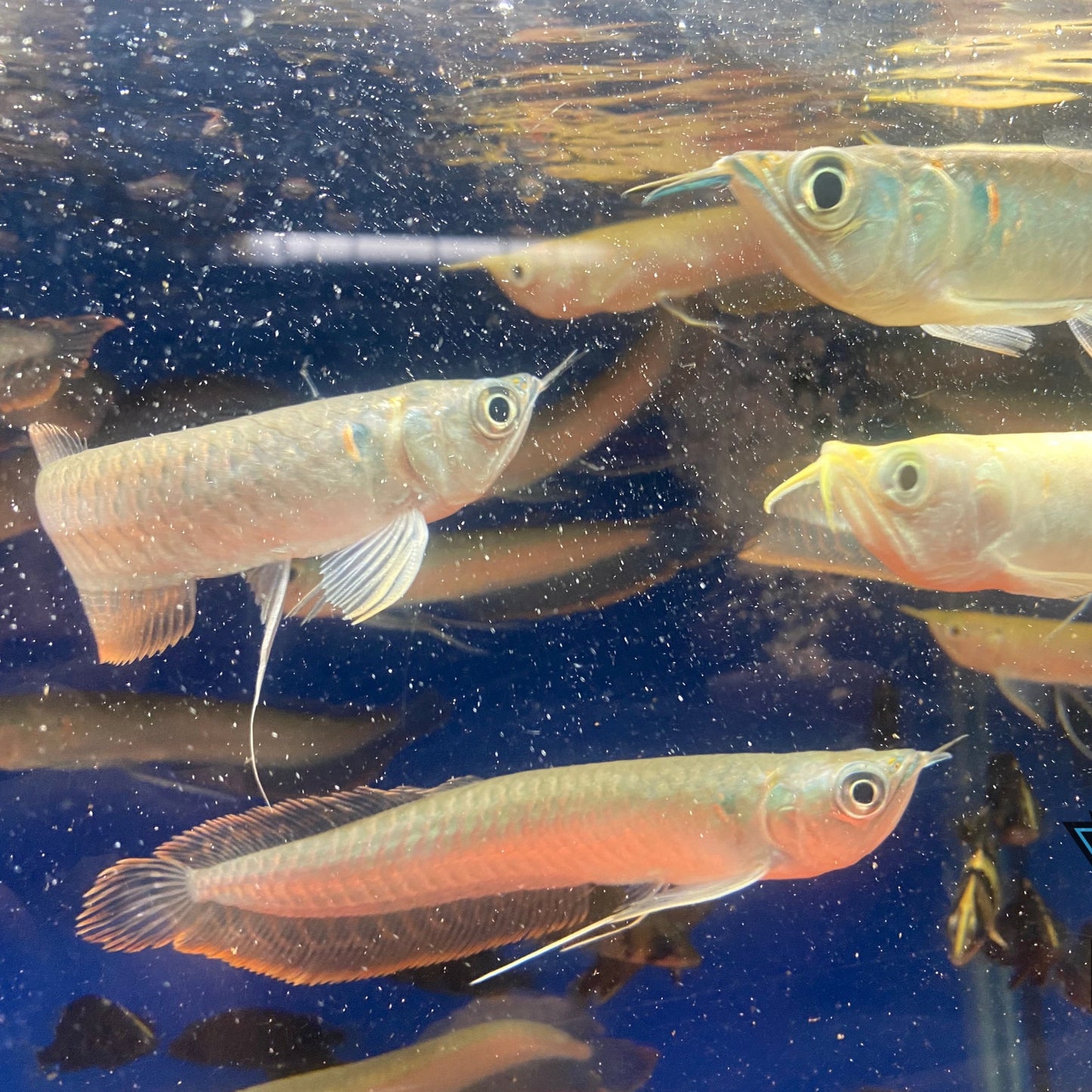 Silver Arowana