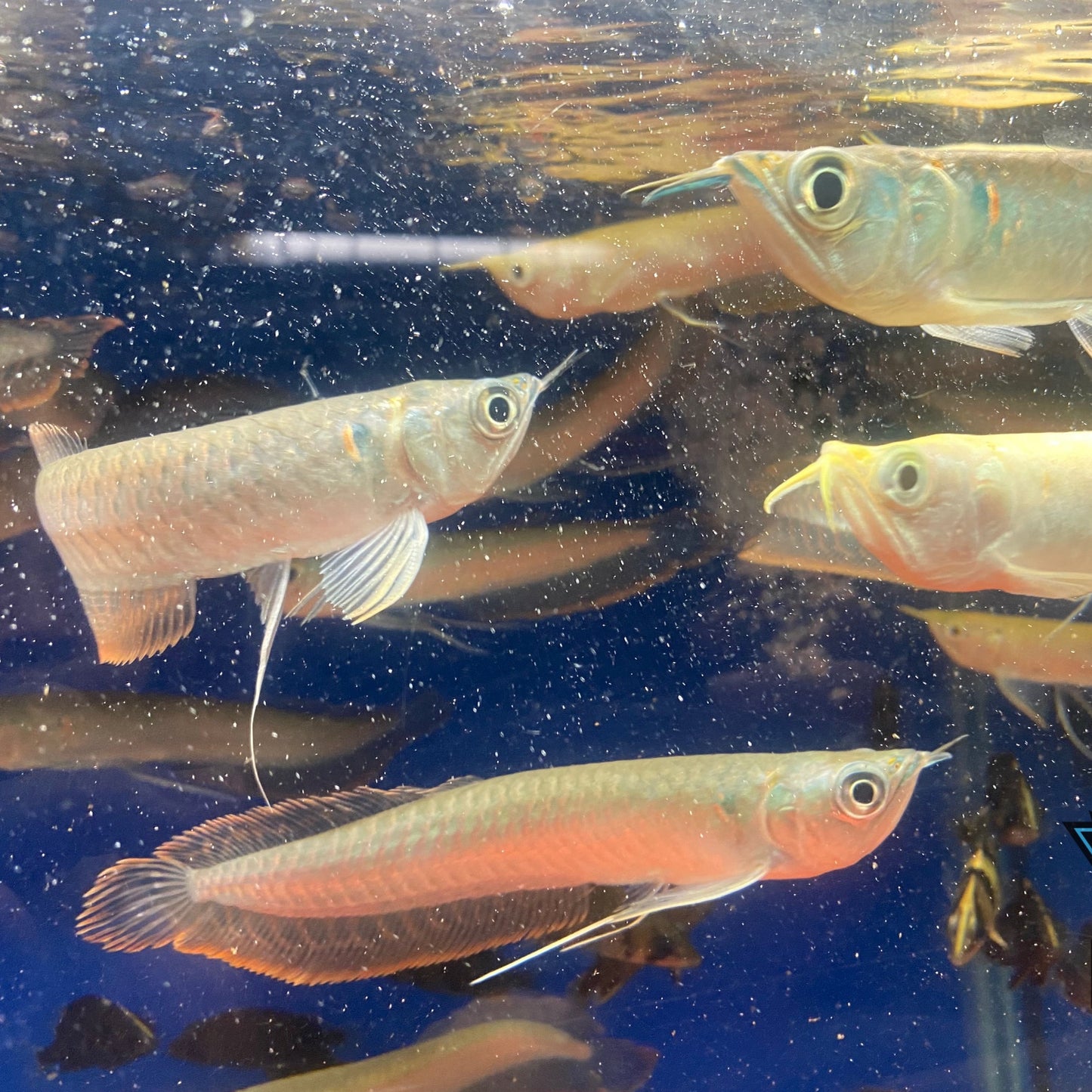 Silver Arowana 5-6"