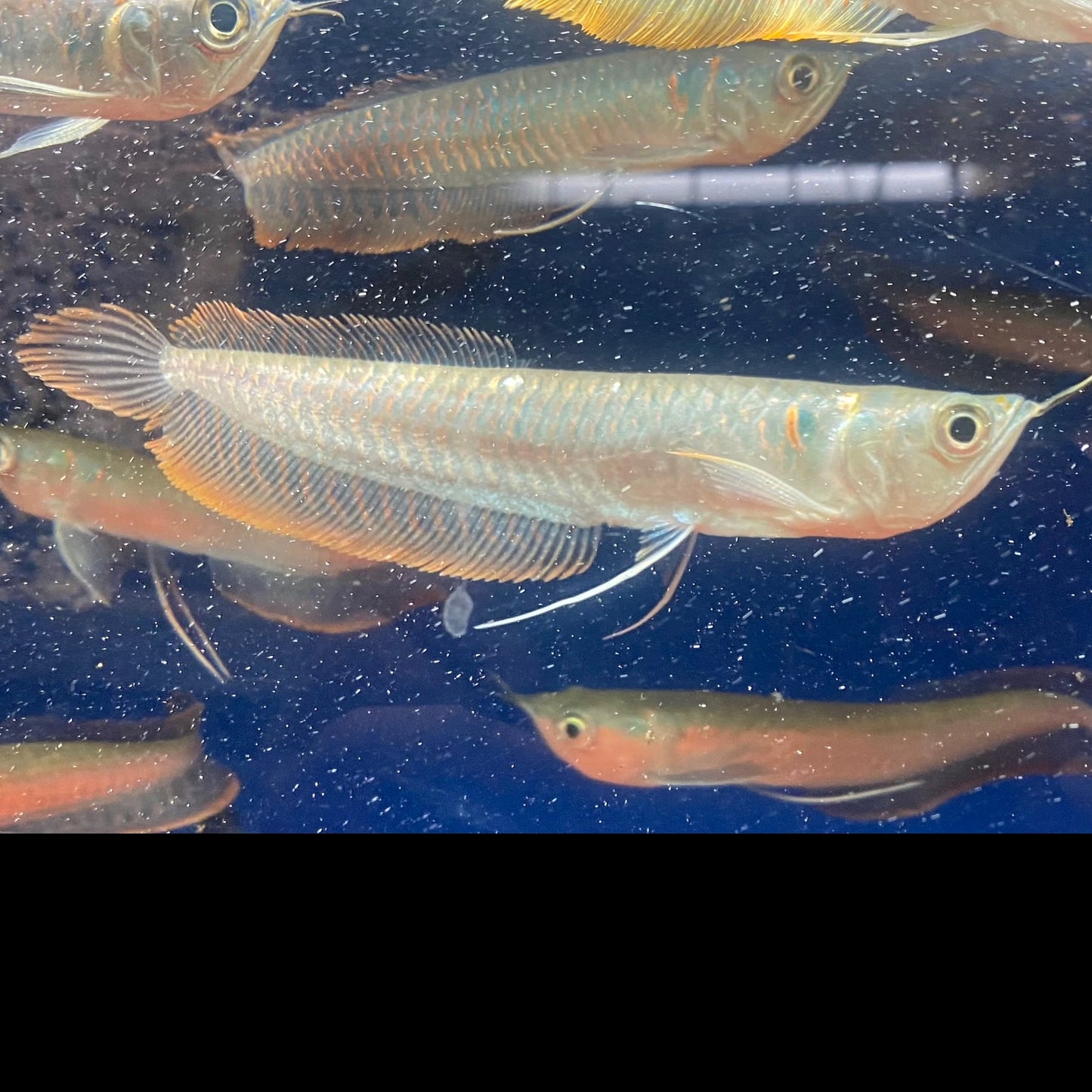 Silver Arowana 5-6"