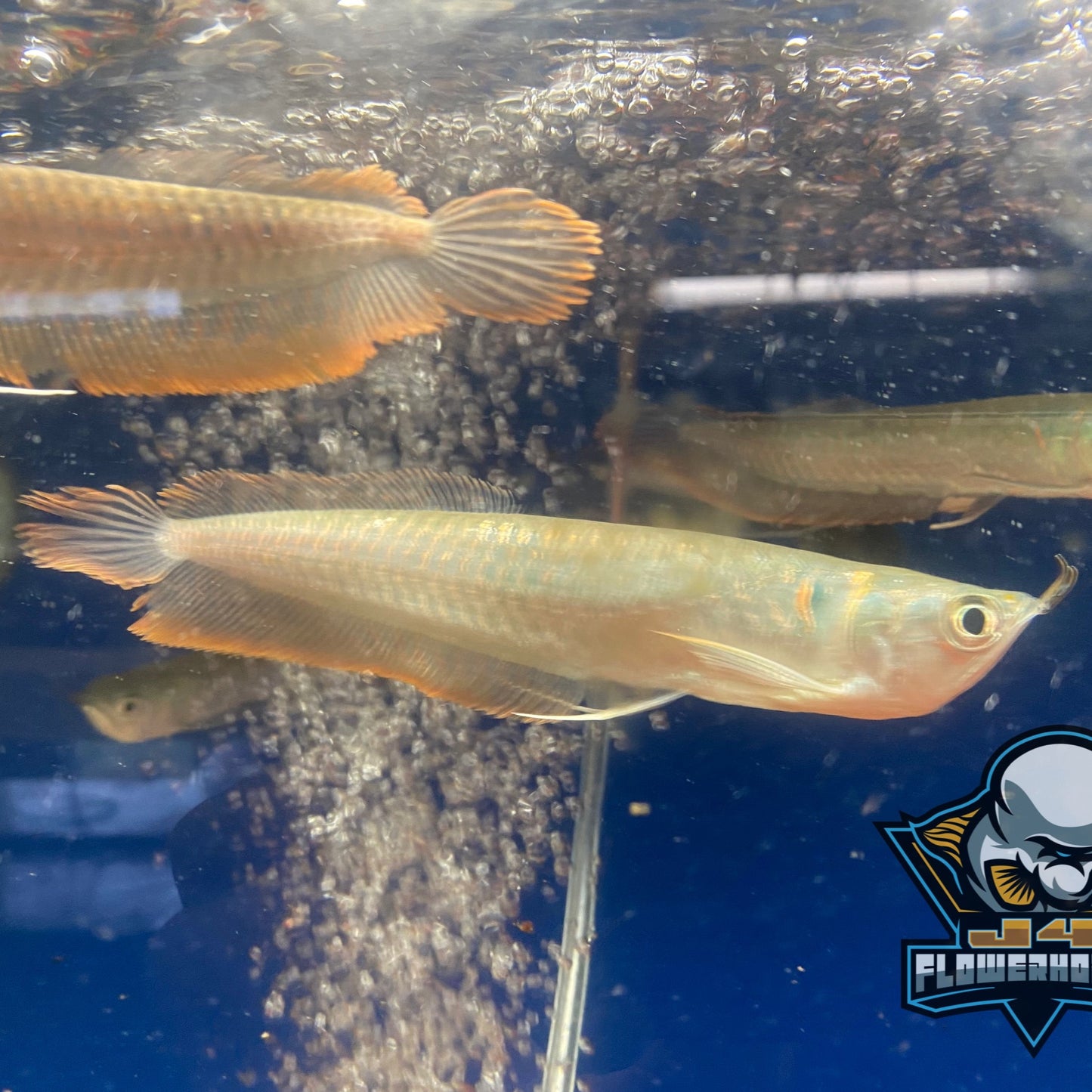 Silver Arowana 5-6"