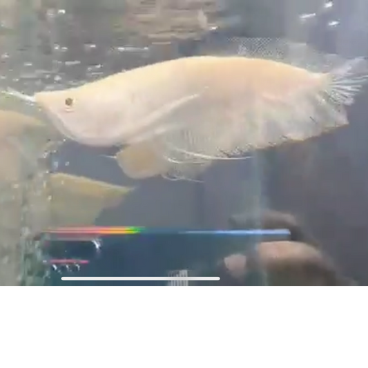 Shortbody Albino Arowana 5-6"