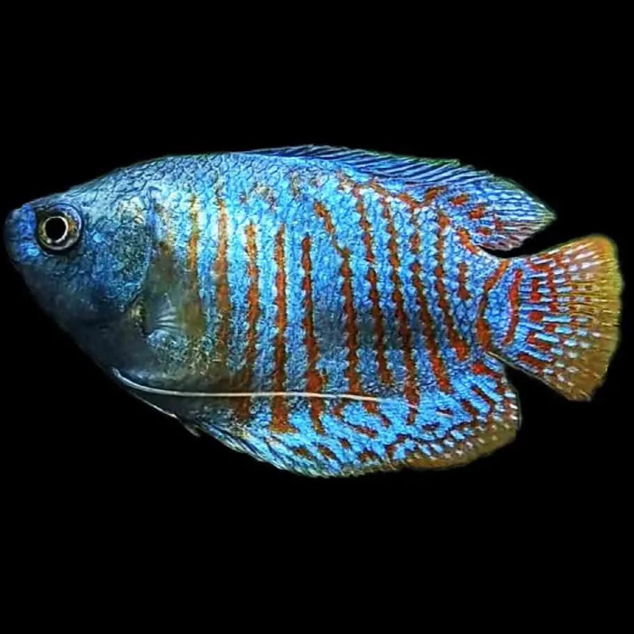 Blue Neon Dwarf Gourami 1.5"