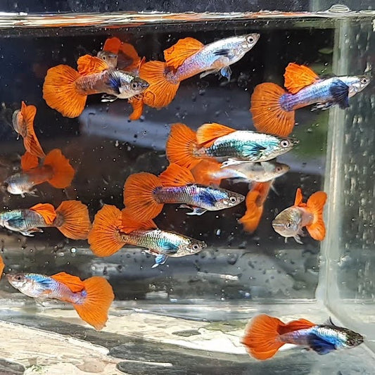Platinum Dumbo Ears Guppy