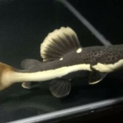 Short Body Redtail Catfish